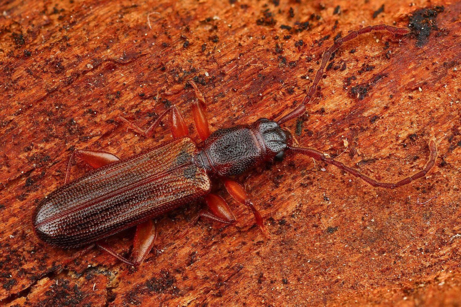 макро насекомое жук коричневый цвет, Андрей Шаповалов