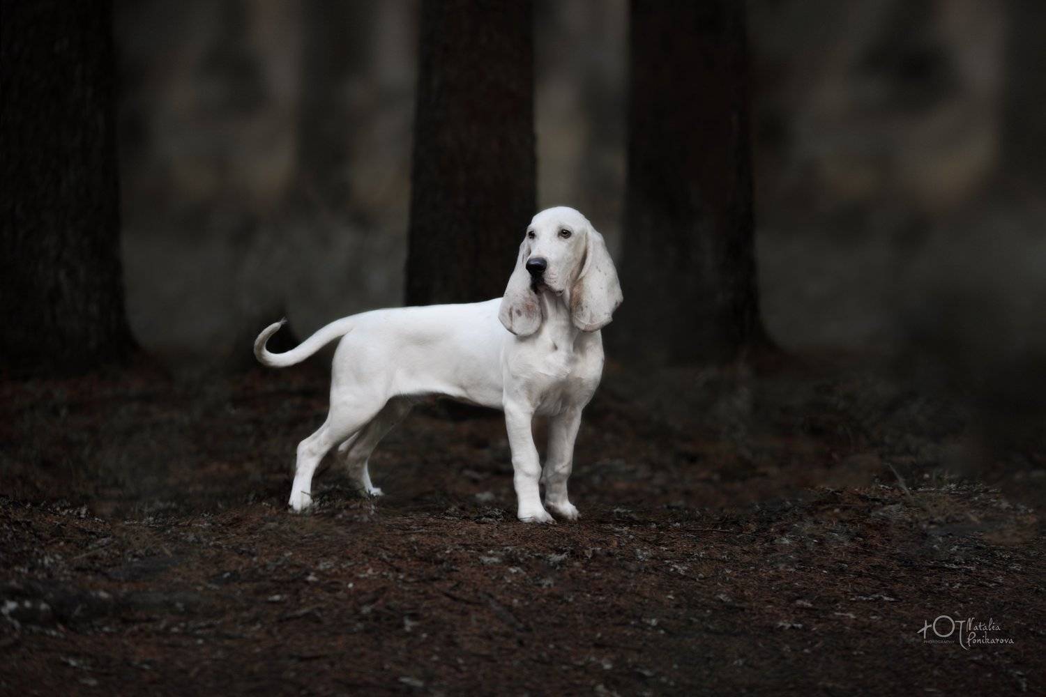 , Наталия Поникарова