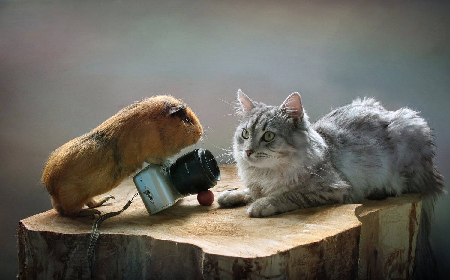 животные, морская свинка, кошки, кот, Ковалева Светлана