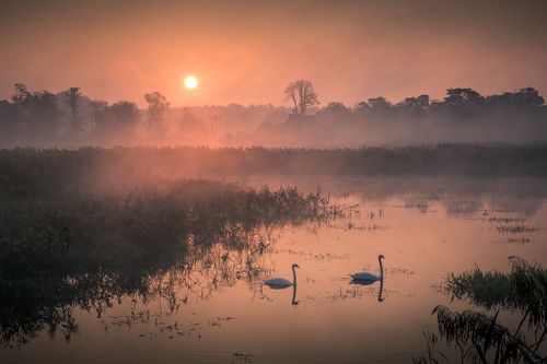 Swans