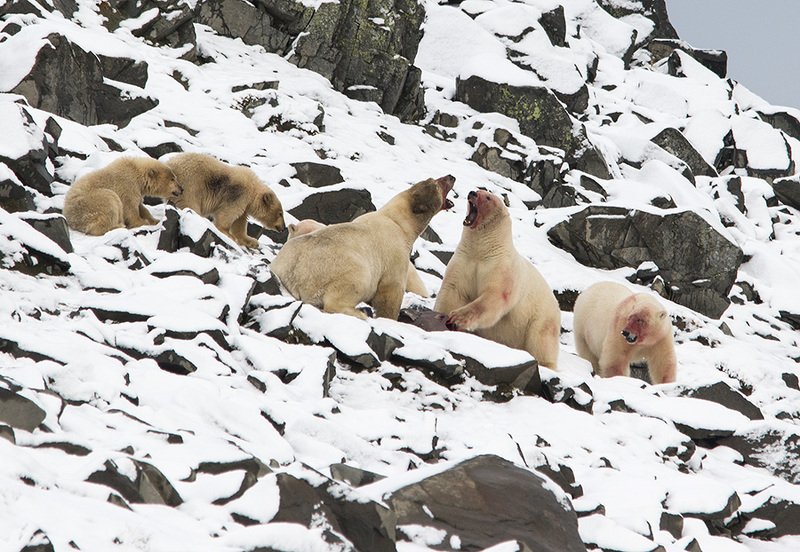 чукотка арктика север медведь полярный белый морской медвежата Спор... фото превью