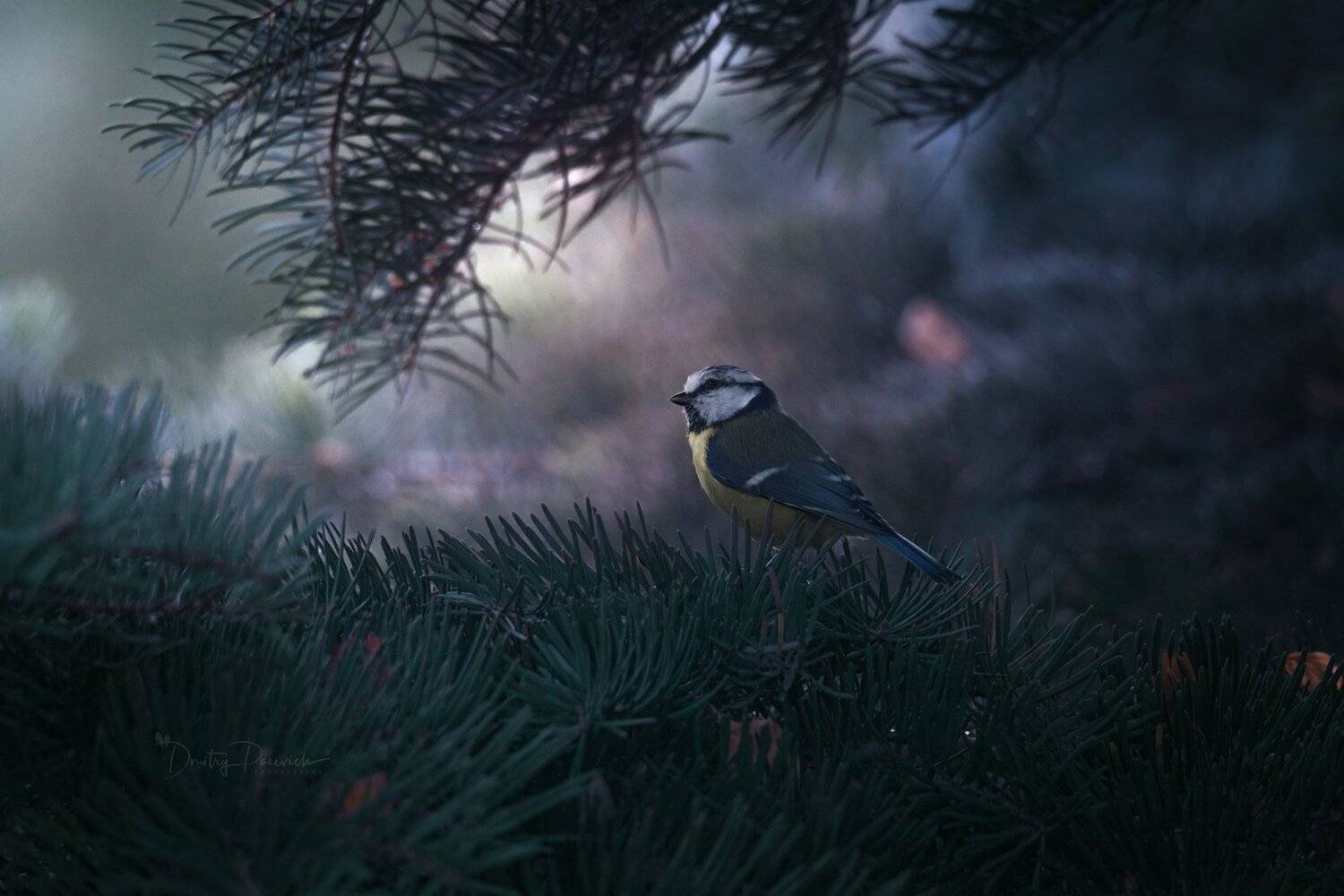 природа, лес, животные, птицы, Дмитрий Посевич