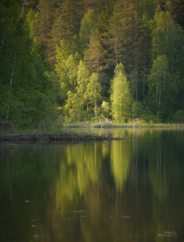 ленинградская область, карельский перешеек, озеро, лето, зелень, отражения, симметрия, закат в лесу, лес Смородинское озеро фото превью