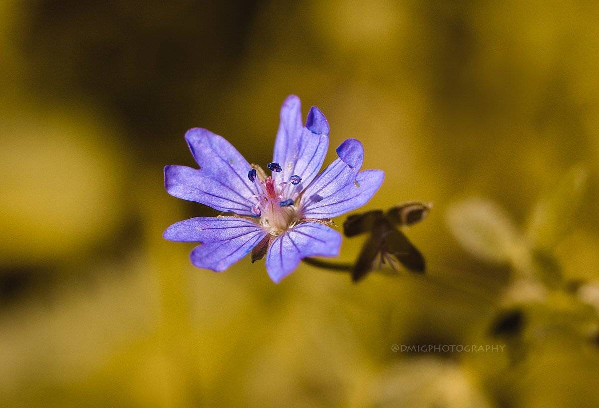 макро, цветы, природа, макромир, макросъёмка, гелиос44_2, осень, солнце, растение, , Дмитрий Гусалов