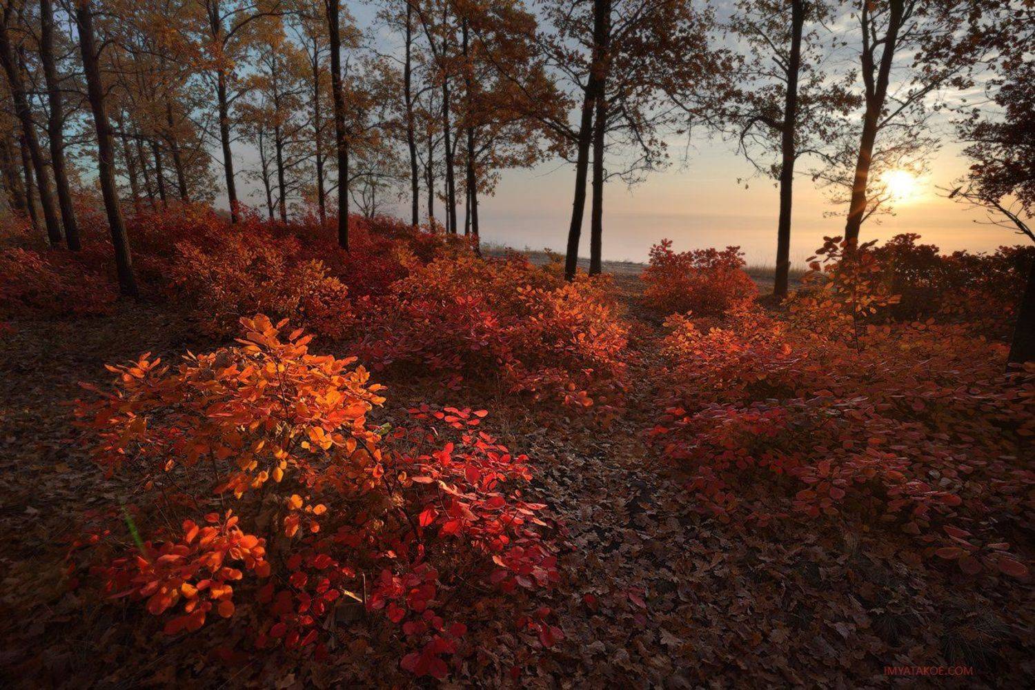 , Михаил Псарёв