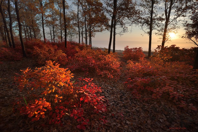 красный осень фото превью