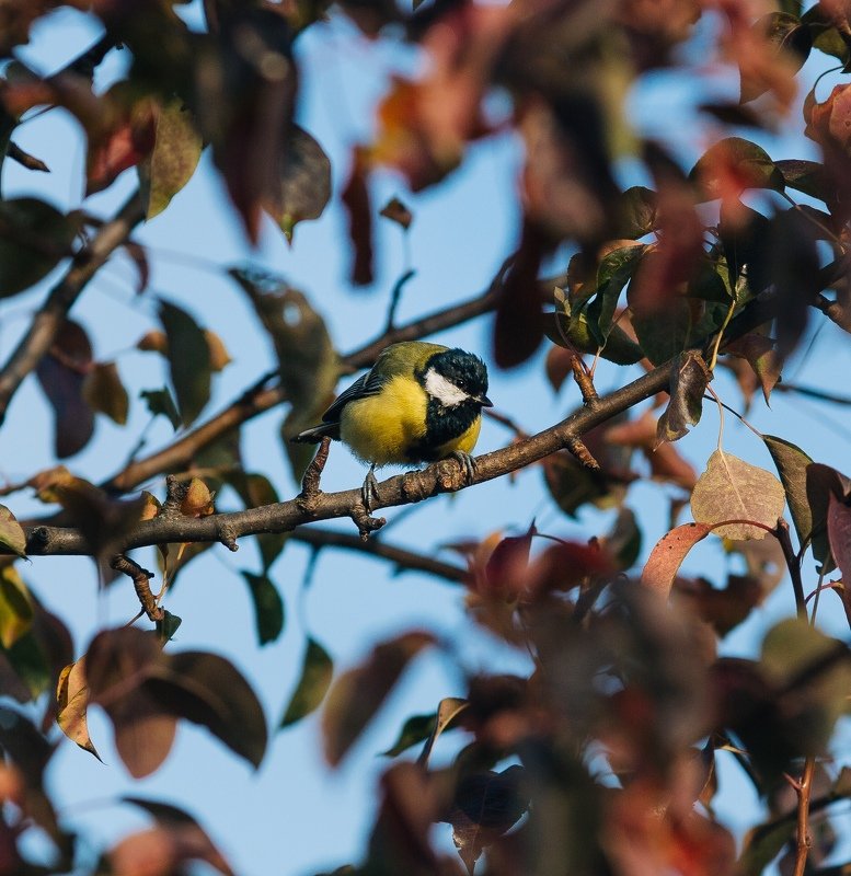 В поисках подсолнуха фото превью