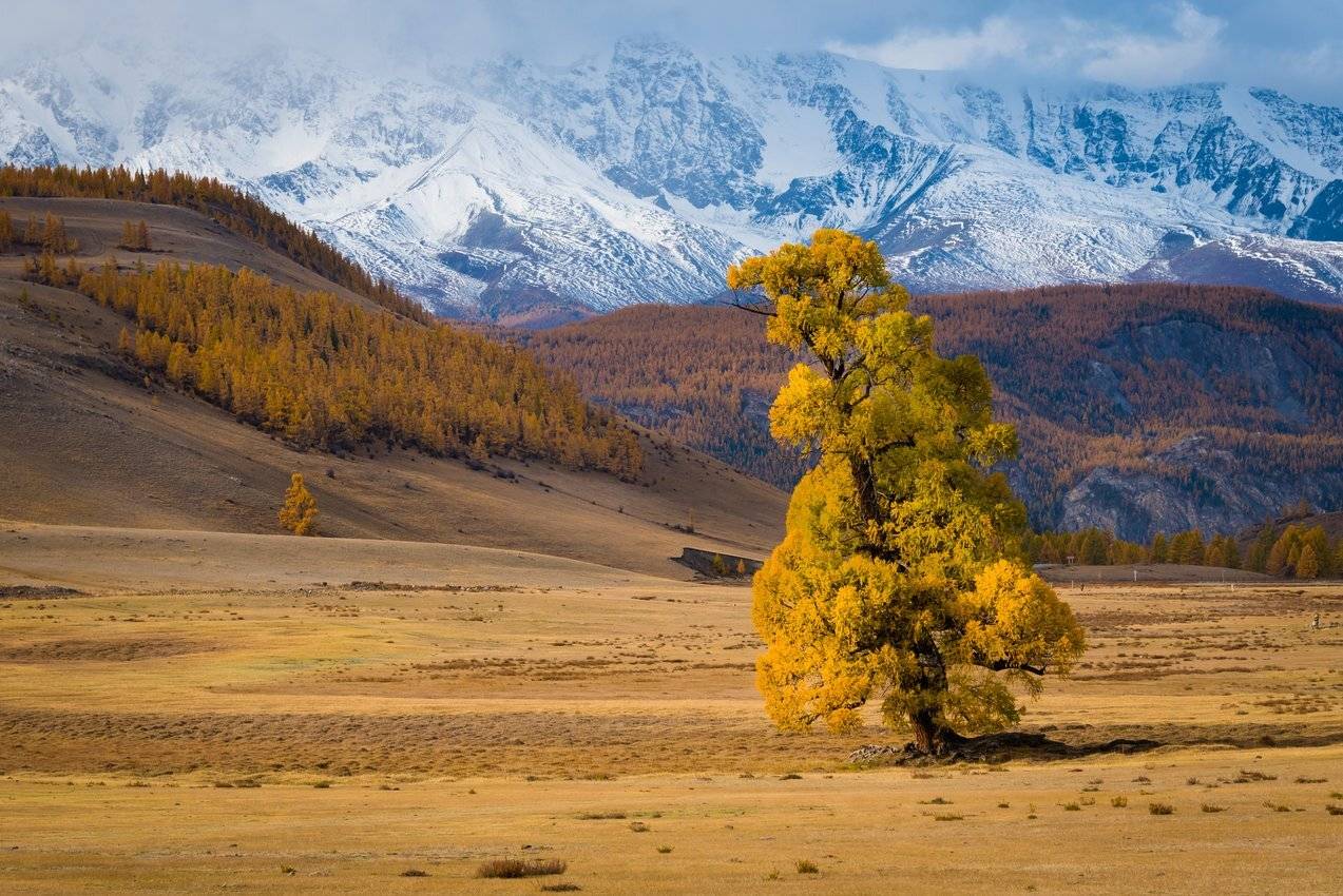 алтай, Татьяна Степанова
