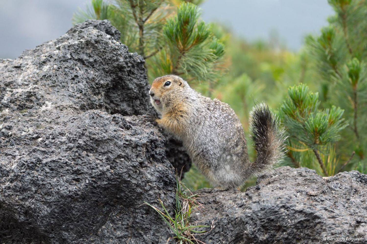 беренгийский суслик, kamchatka, Геннадий Лагунин