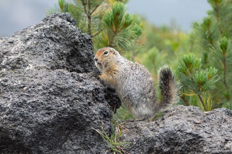 беренгийский суслик, kamchatka *** фото превью