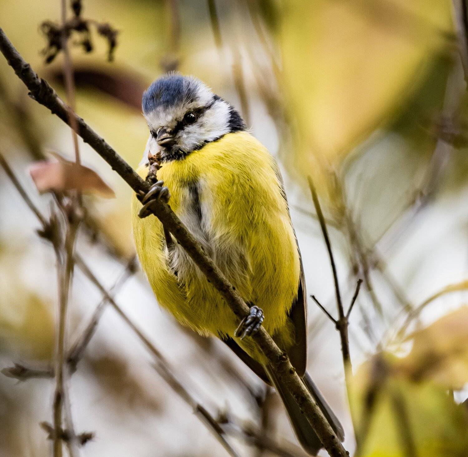 , Курлянцев Алексей