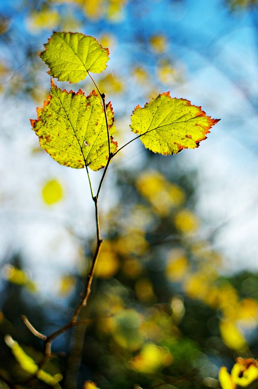 autumn,close-up, color, colors, leaf, leaves, nature, photography, And Then There Were Three фото превью
