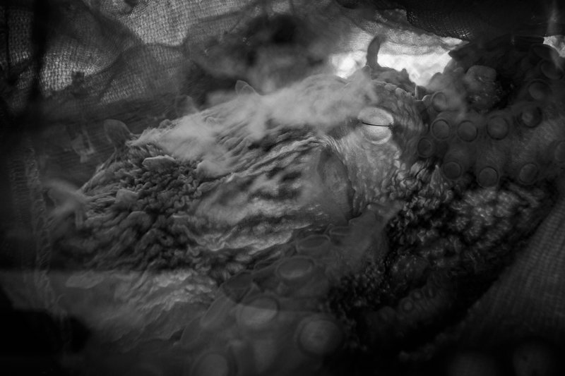 Octopus фото превью