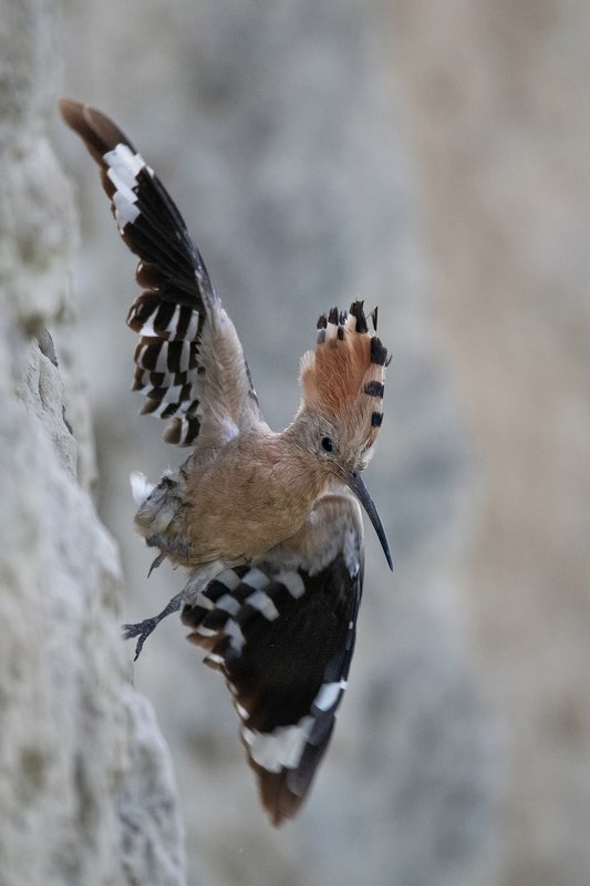 Падающий удод фото превью