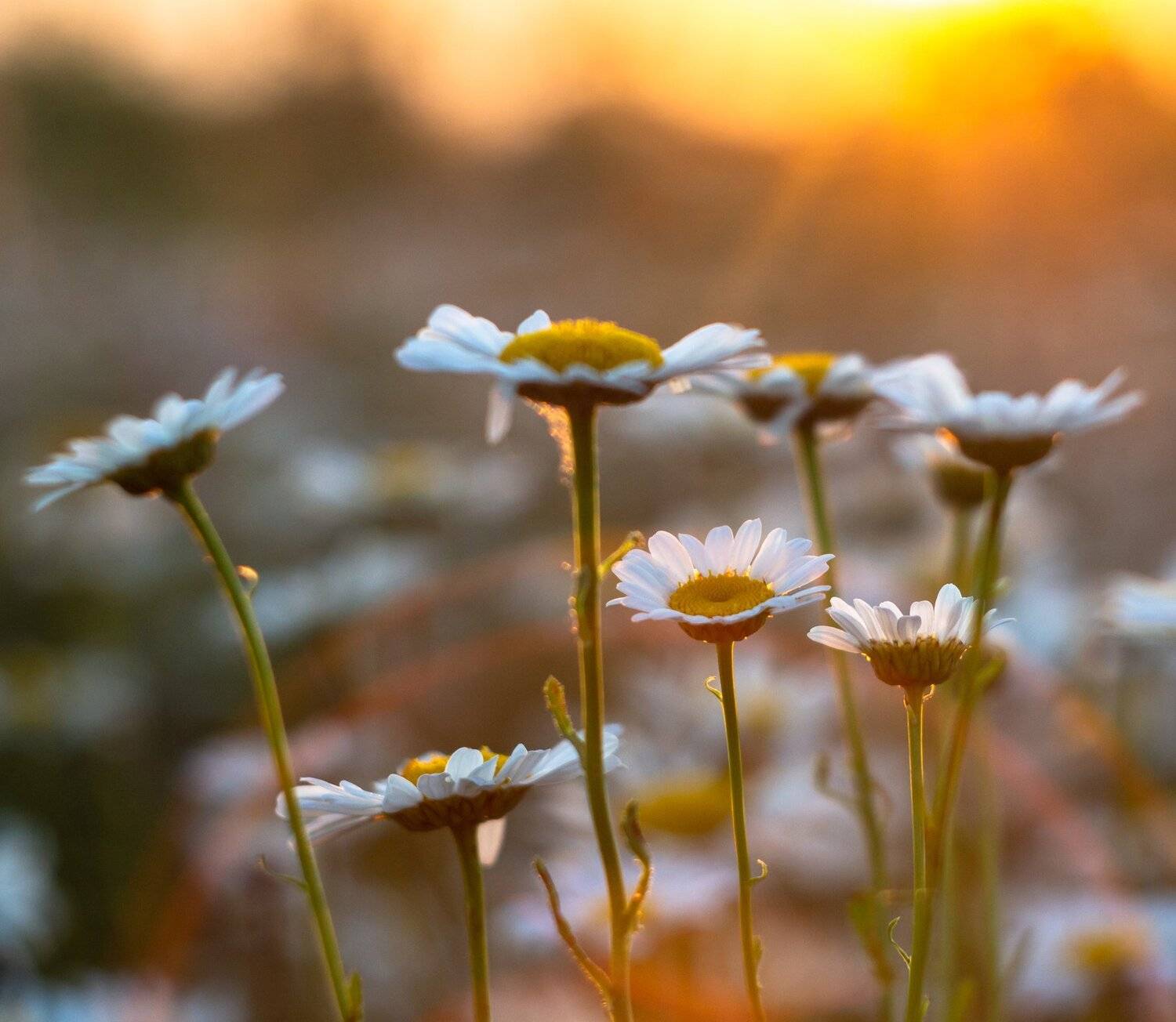 цветы, ромашки, лето, закат, Руслан Востриков