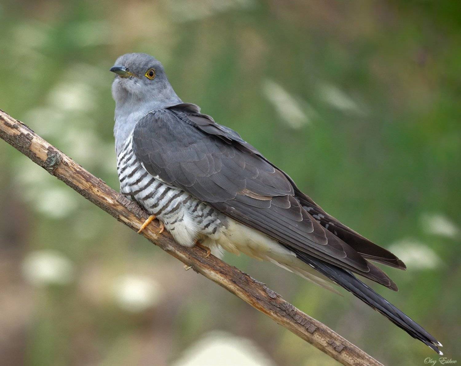 кукушка, птицы, Олег Есиков