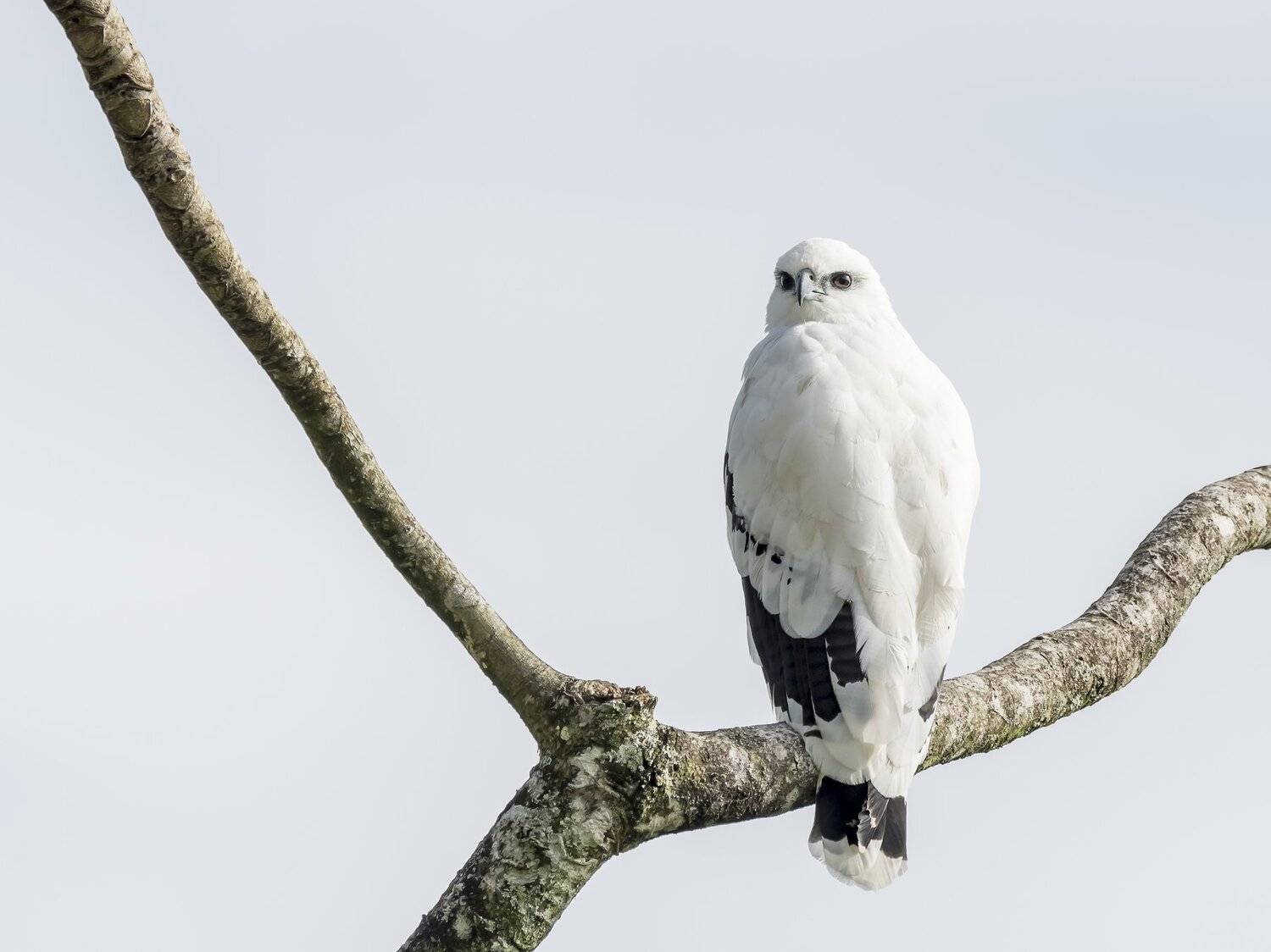 , Fernando Burgalin Sequeira
