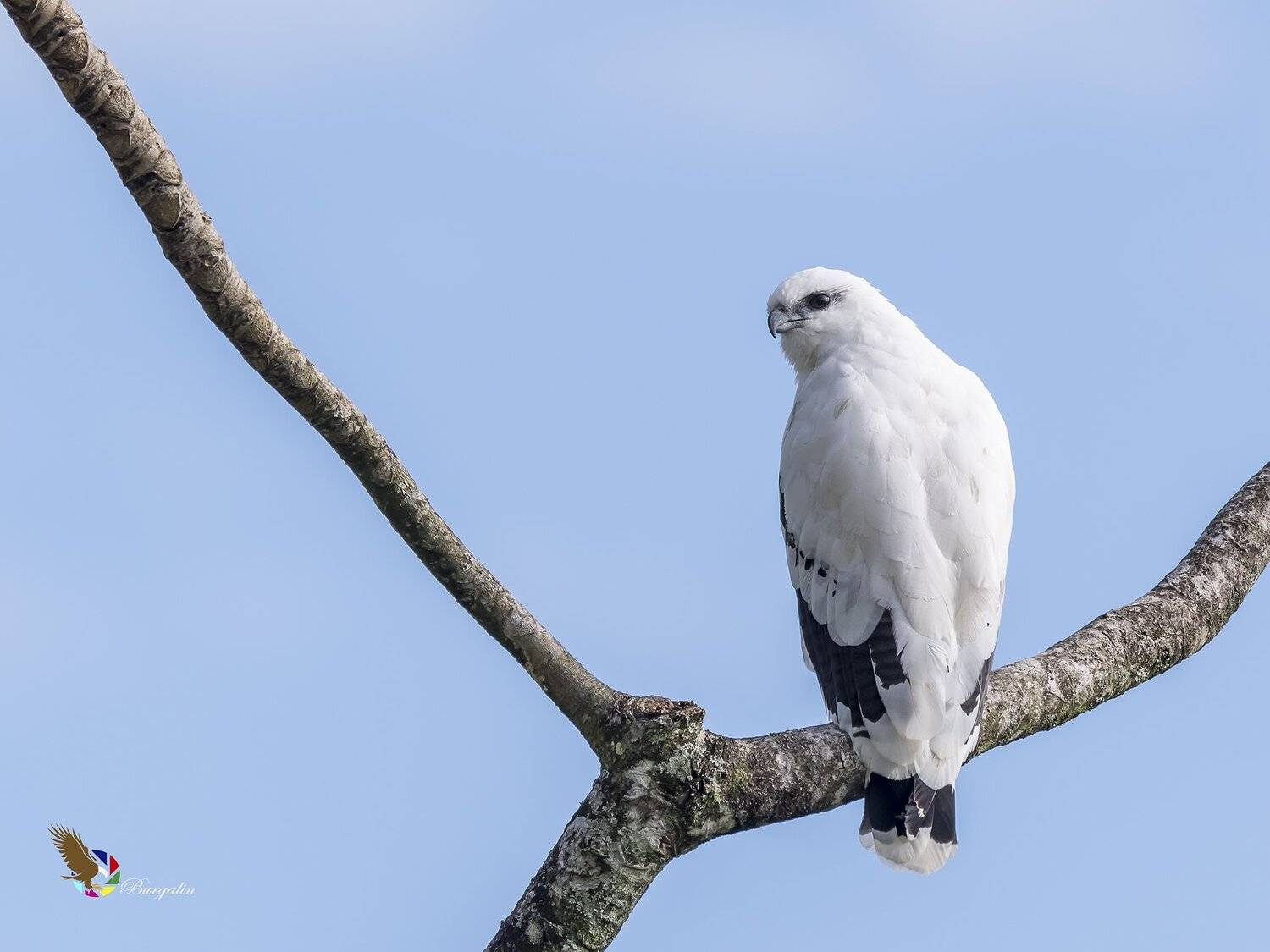 , Fernando Burgalin Sequeira