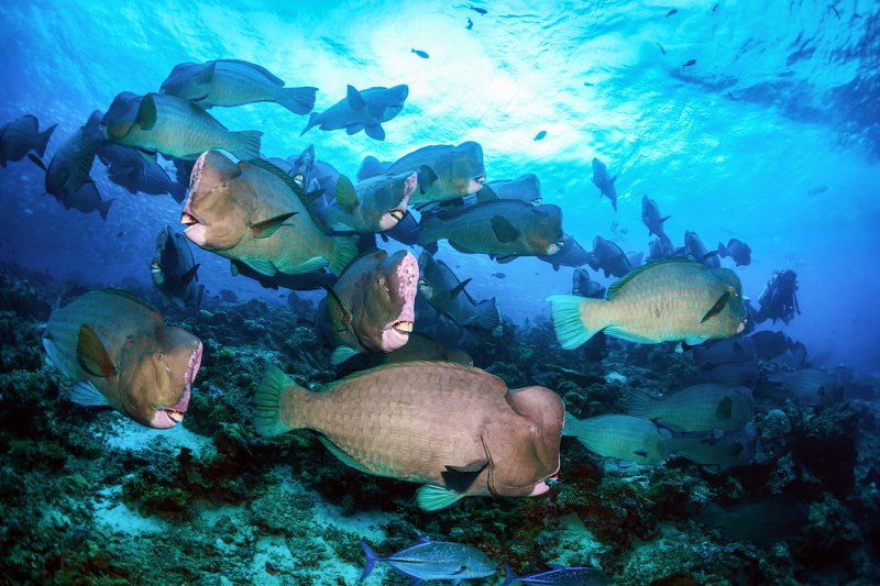 Зеленые шишколобые попугаи на коралловом рифе острова Сипадан. фото превью