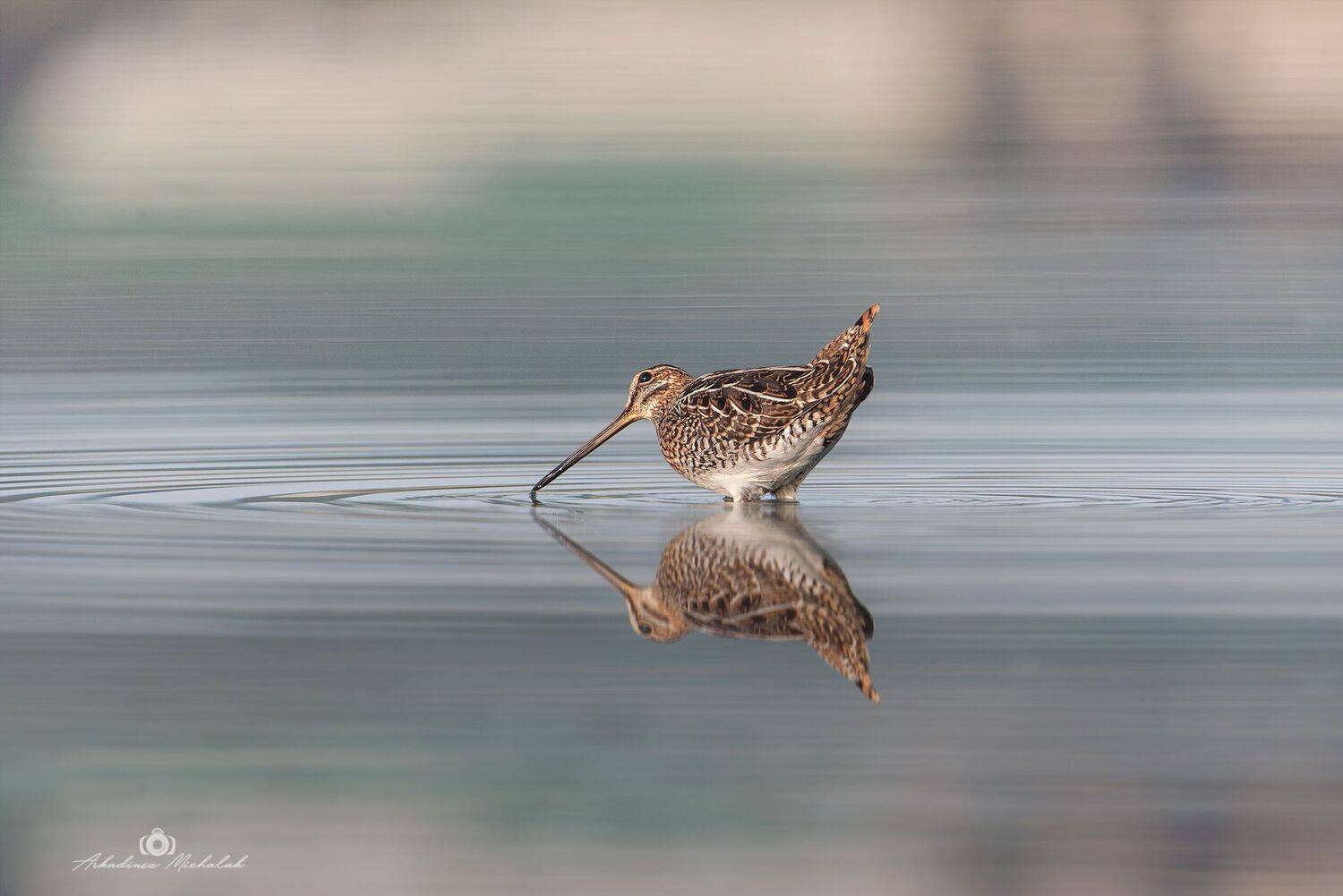 , Arkadiusz Michalak