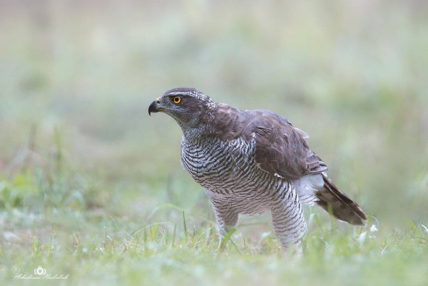 , Arkadiusz Michalak