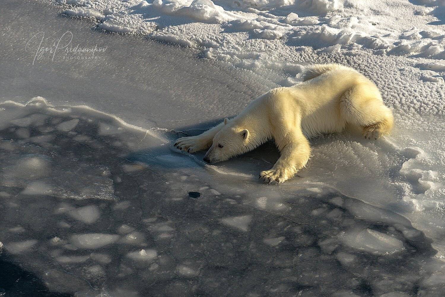 , Игорь Приданников