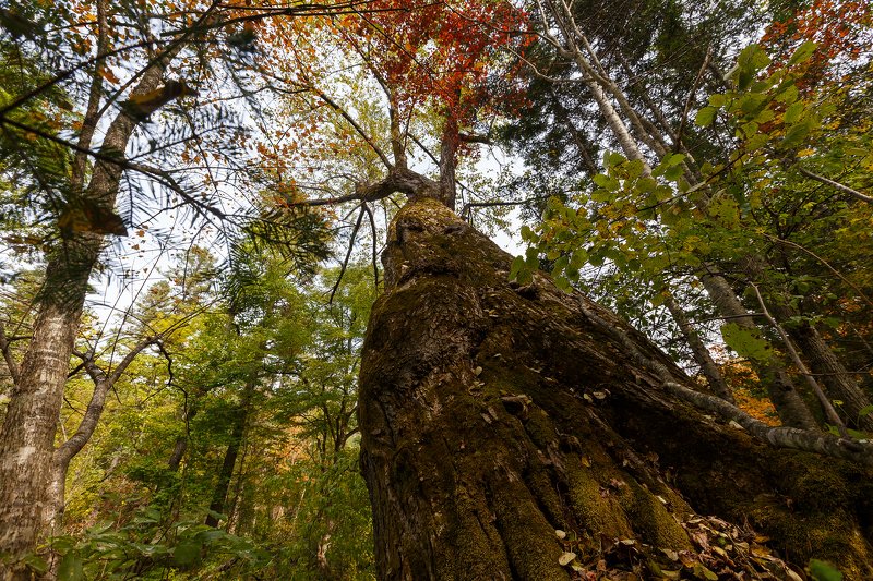 В сердце Сихотэ-Алинского заповедника фото превью