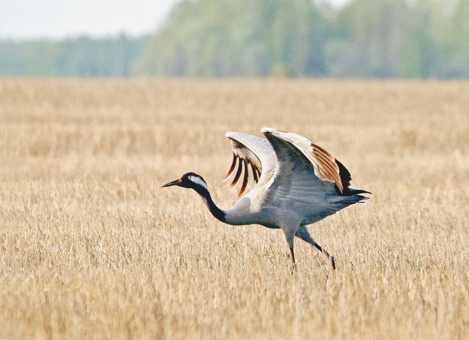 , Михаил Белоусов