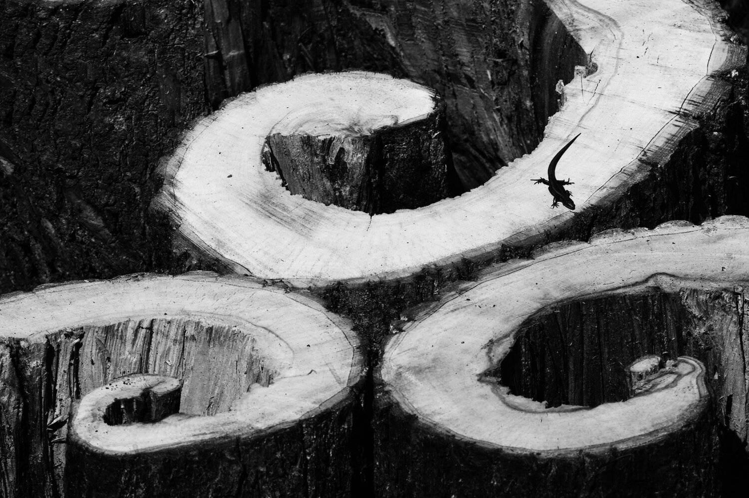 спил дерева, спираль, инь, янь, ящерица, завитки, дупло, Дмитрий Ткаченко