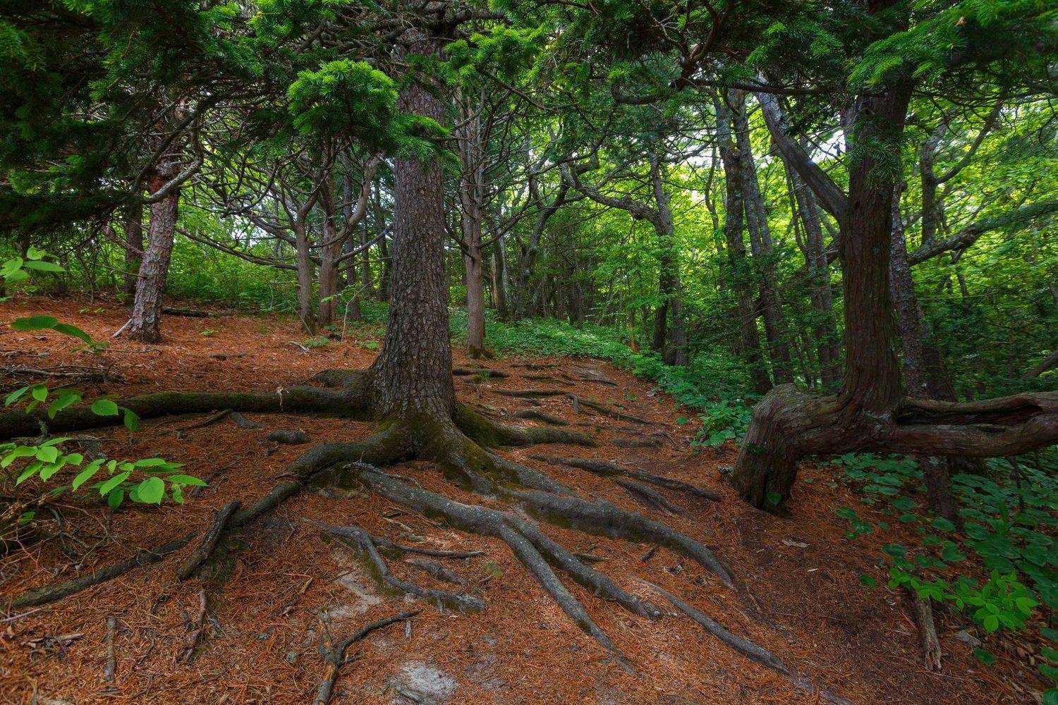 , Александр Хитров