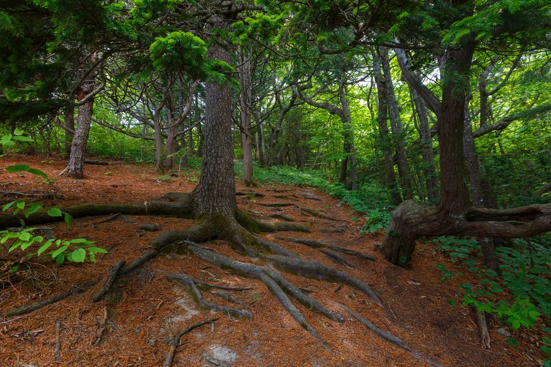 Корни фото превью