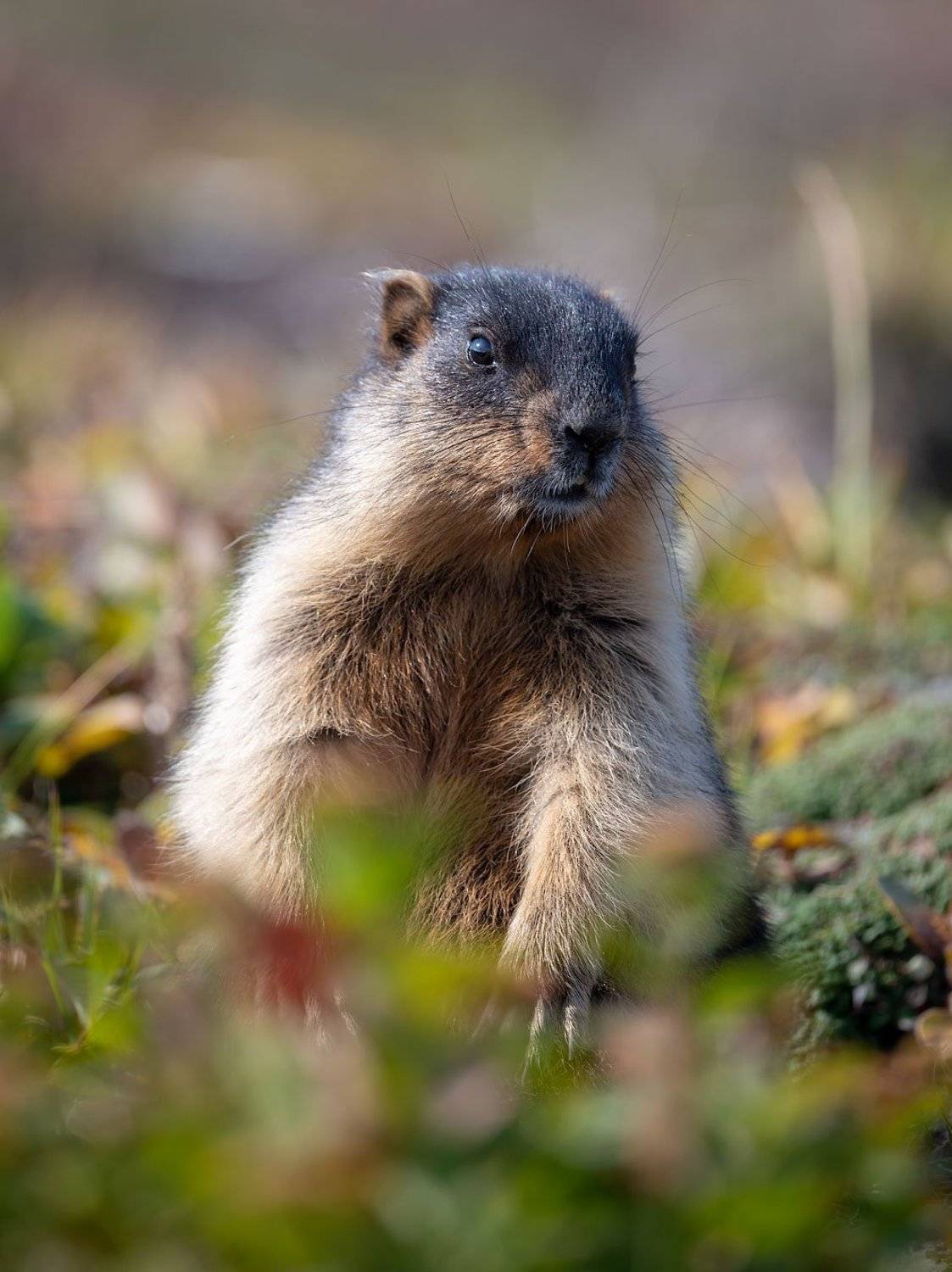 камчатка wildlife, Евгений Бушков