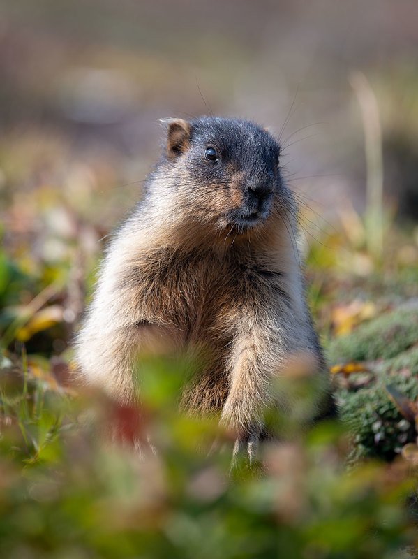 камчатка wildlife Тарбаган фото превью