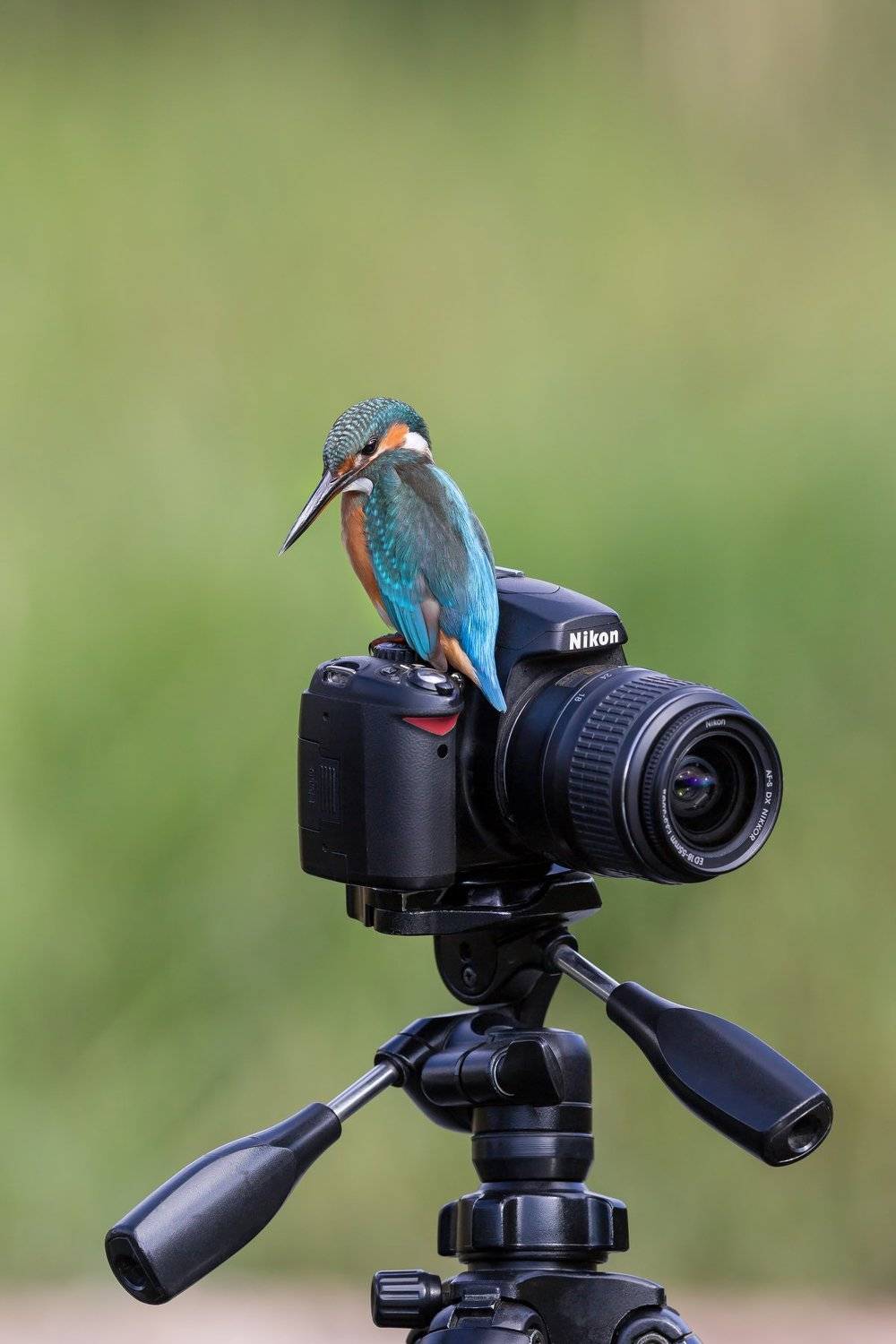 ПётрРогов,фотограф,орнитология,Израиль,фотоохота,canon5dmarkiii,canon600mmf4,birds,ornitology,nature,Israel,дикаяприрода,kingfisher,wildnature,Иерусалим,Jerusalem,wildnaturephotography,обыкновенныйзимородок,зимородок, Пётр Рогов