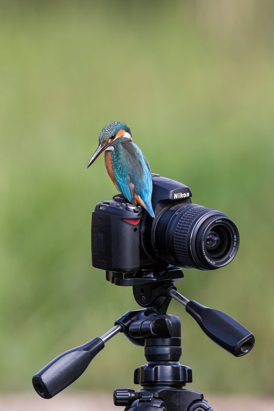 ПётрРогов,фотограф,орнитология,Израиль,фотоохота,canon5dmarkiii,canon600mmf4,birds,ornitology,nature,Israel,дикаяприрода,kingfisher,wildnature,Иерусалим,Jerusalem,wildnaturephotography,обыкновенныйзимородок,зимородок Зимородок обыкновенный  фото превью