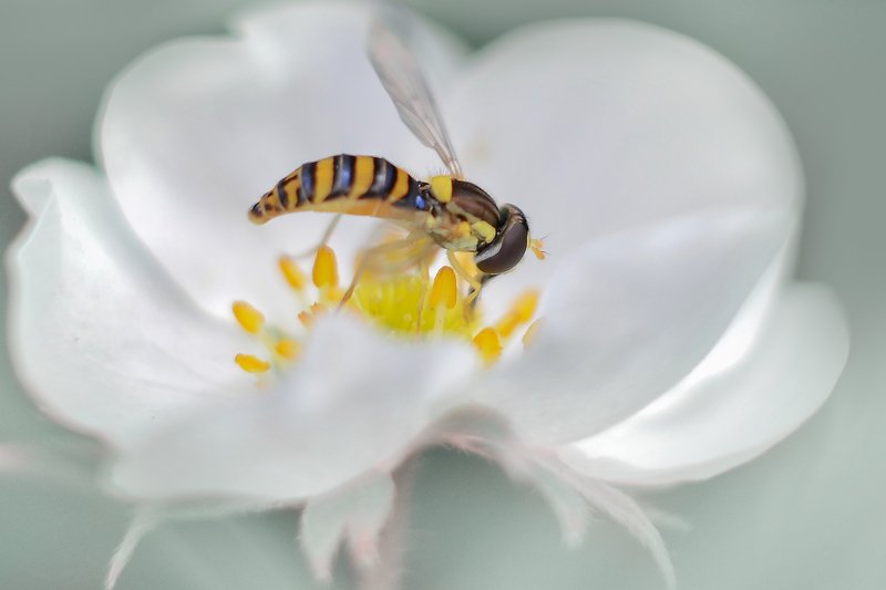 Цветок клубники фото превью