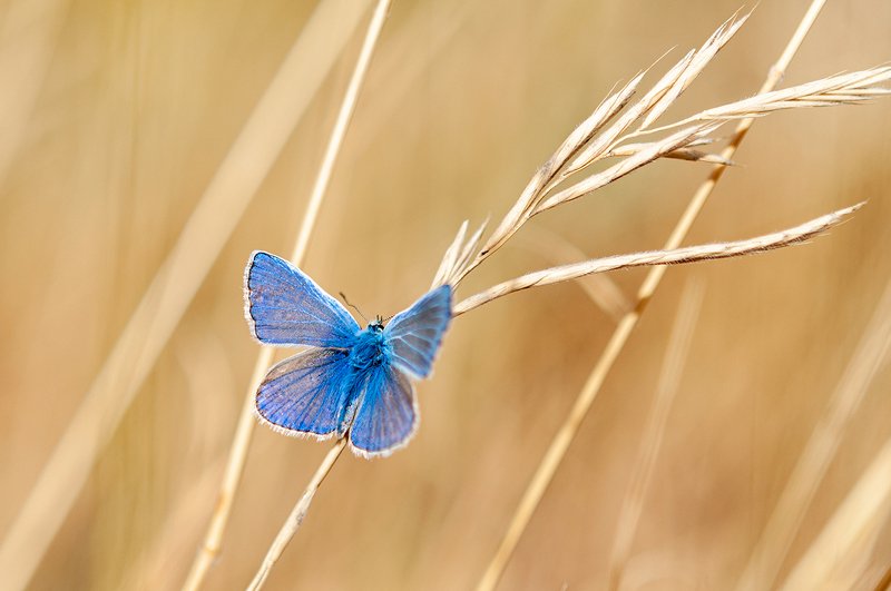 blue butterfly фото превью