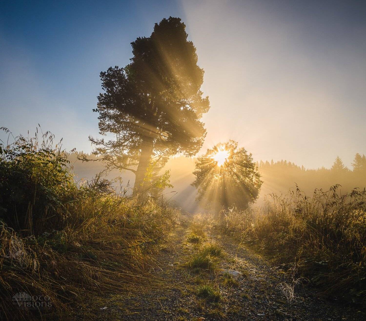 norway,norwegian,nature,natural,morning,autumn,autumnal,light rays,god rays,sun light,light,tree,, Adrian Szatewicz