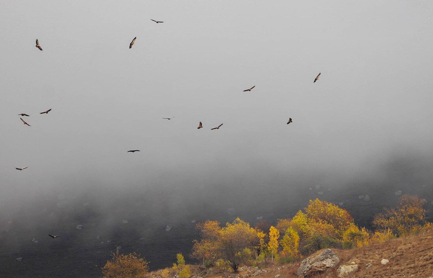 грифы,белоголовый сыпь,птица,падальщик,горы,осень.кавказ,северный кавказ., Marat Magov