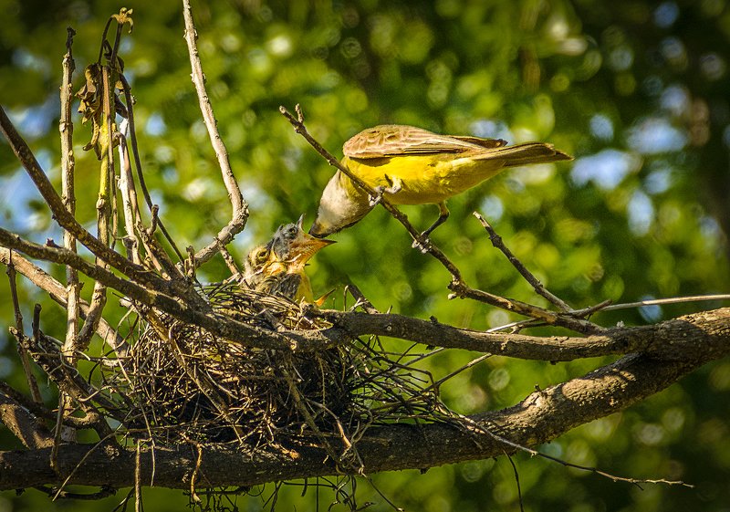 Nest фото превью