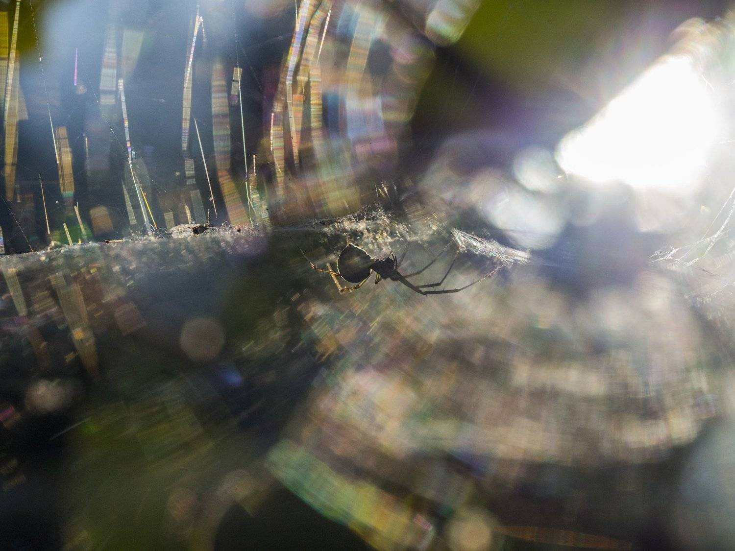 , Евгения Муравская