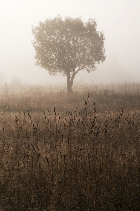 Последний туман 2019 фото превью