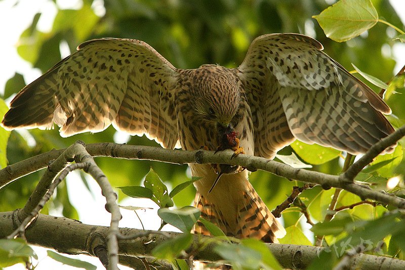 животные птицы лето пустельга Пустельга фото превью