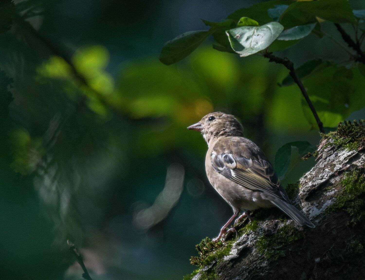 , Курлянцев Алексей