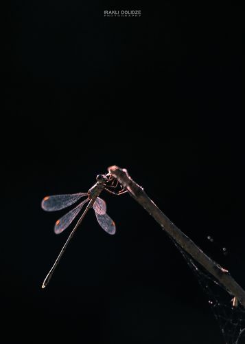 Dragonfly