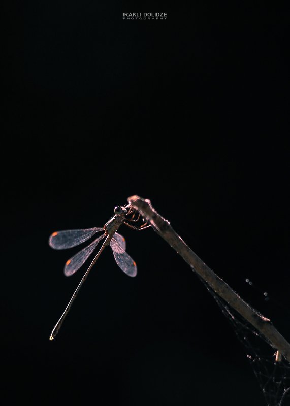 macro, close-up, dragonfly, nature, photography, focus, canon, 6d, jupiter 37a, 135mm, canon 6d Dragonfly фото превью