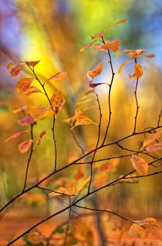 Colours