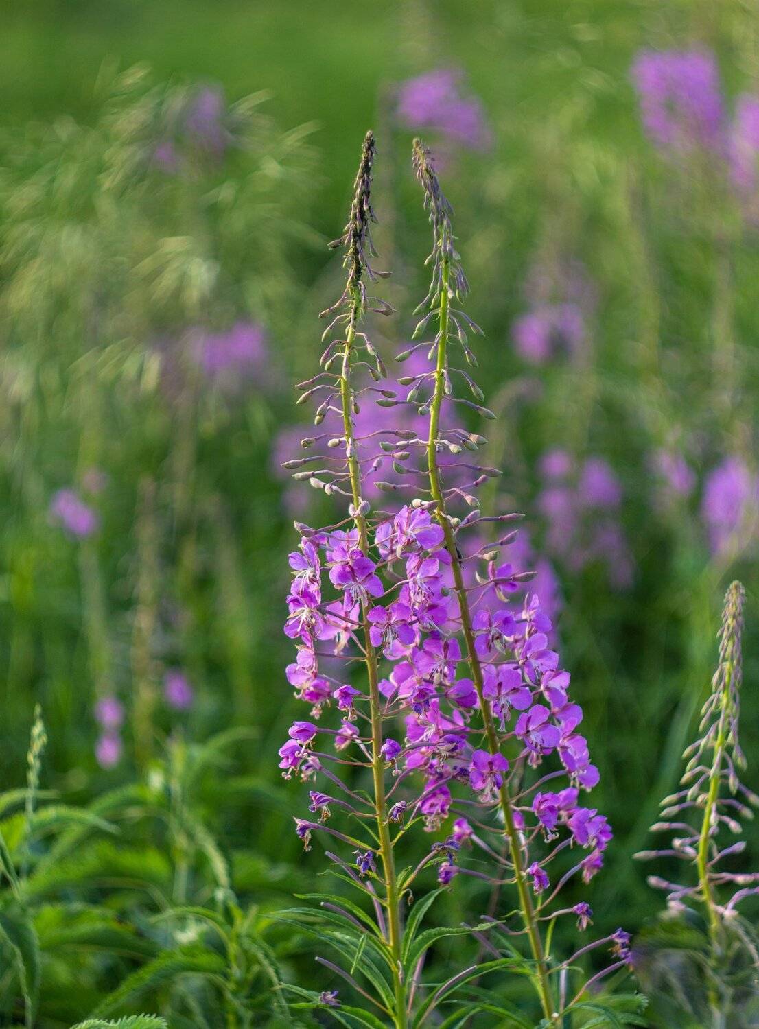 лето, кипрей, иван-чай, Руслан Востриков