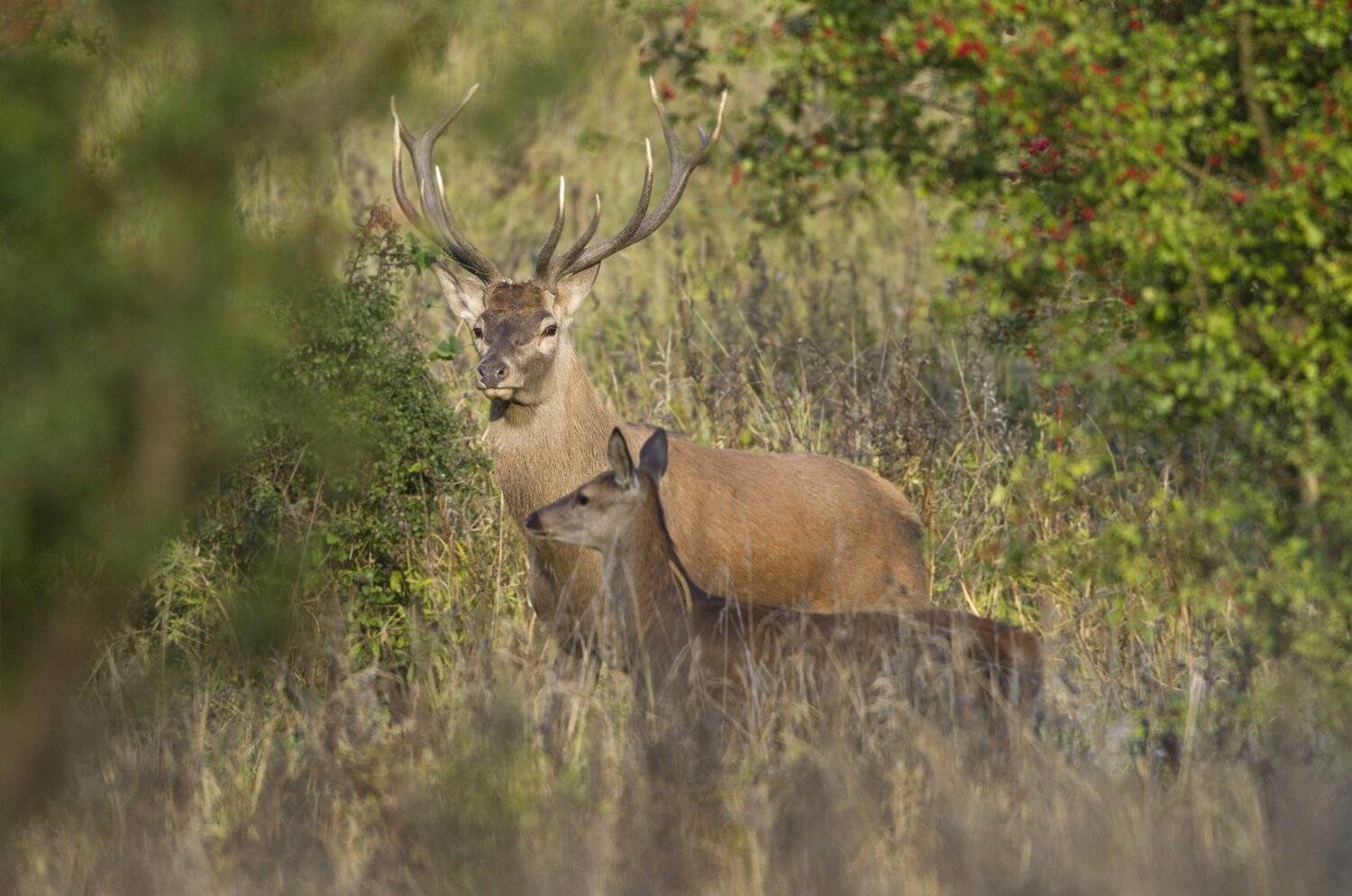 , Александр Гусар