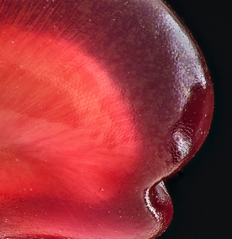 макро, макросъемка, macro, macrophotography, macrophoto, grapefruit, seed Семечко граната фото превью